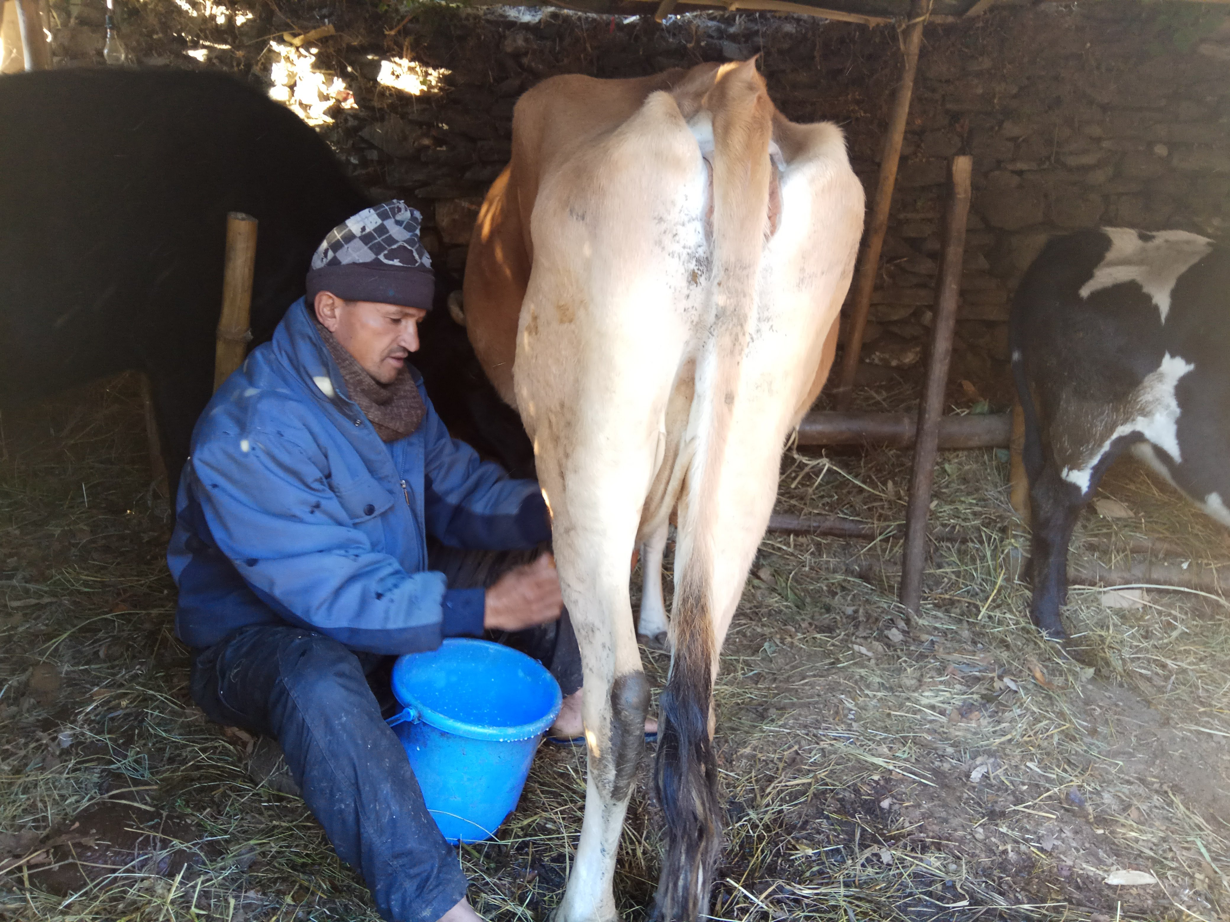 पर्यटक बढ्दा गोठाला उत्साही