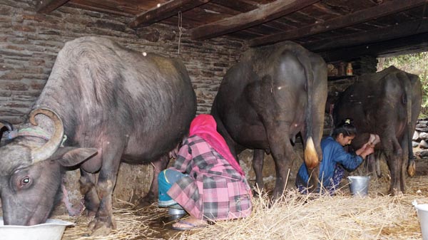 वचन विज्ञापनले फस्टाएको दुधदही ब्यापार