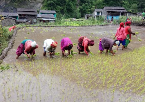 गुञ्जन छोड्यो असारे भाका