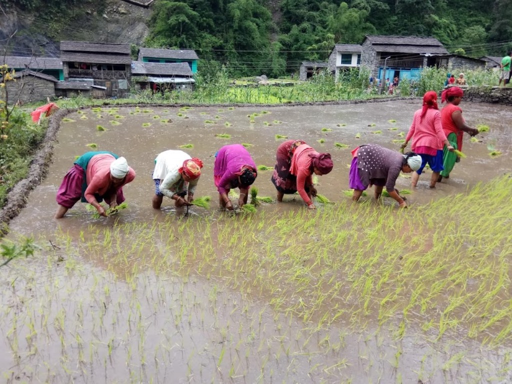 गुञ्जन छोड्यो असारे भाका