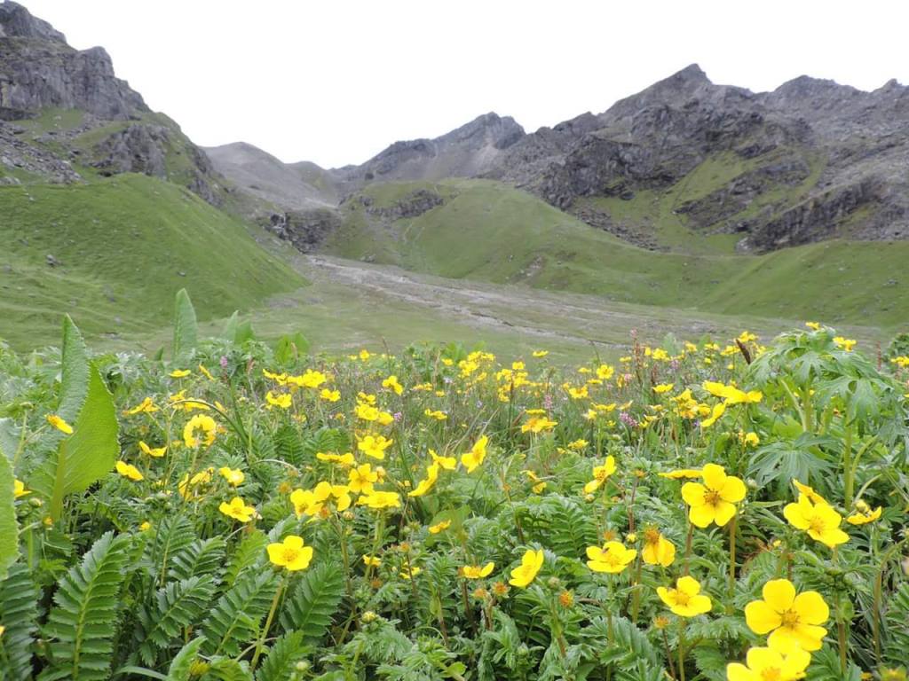 आहा ! फुल्यो लेक