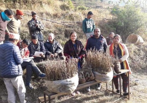 मालिकाको दिच्यामलाई किवी गाउँ बनाउने तयारी