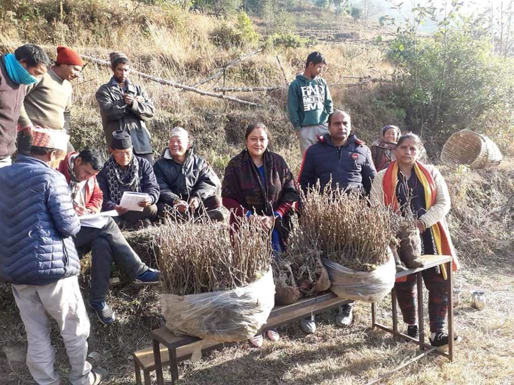 मालिकाको दिच्यामलाई किवी गाउँ बनाउने तयारी