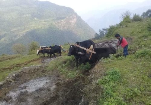 बाँझो फोड्दै गाउँले, अनुदान आशा बाँड्दै स्थानीय सरकार