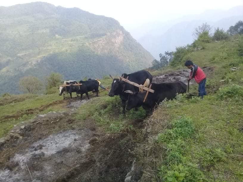 बाँझो फोड्दै गाउँले, अनुदान आशा बाँड्दै स्थानीय सरकार