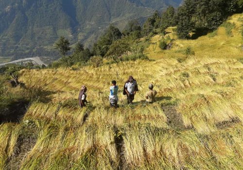 कृषकलाई धान थन्क्याउने चटारो