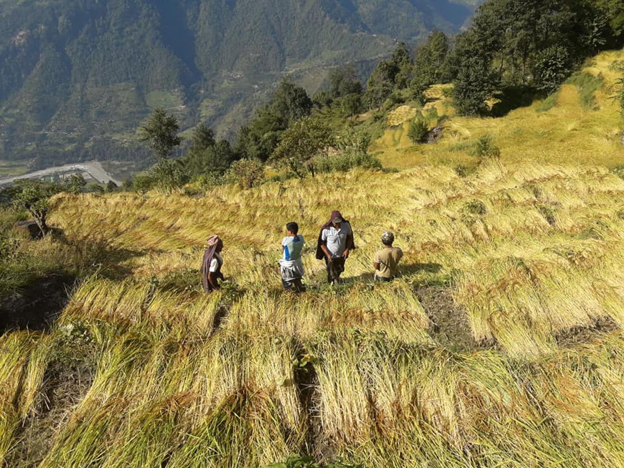 कृषकलाई धान थन्क्याउने चटारो