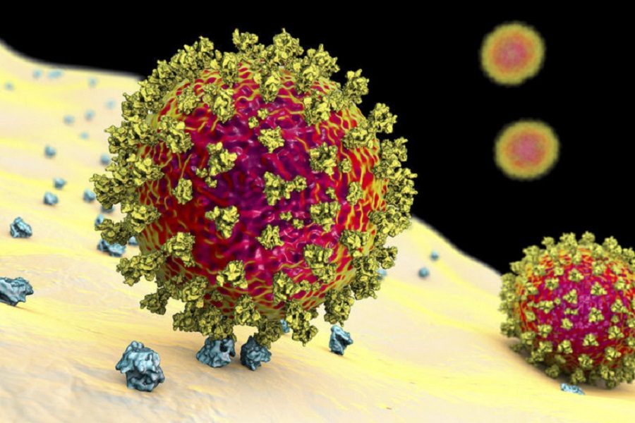 Covid-19 coronavirus binding to human cell, illustration नयाँ सङ्क्रमित २ हजार ४२१, ज्यान गुमाउने ८१ जना