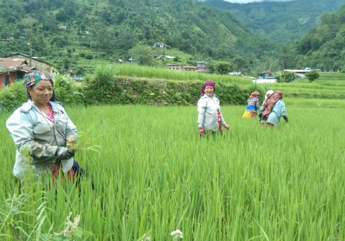 बागलुङमा बिउ जोगाउने अभियान