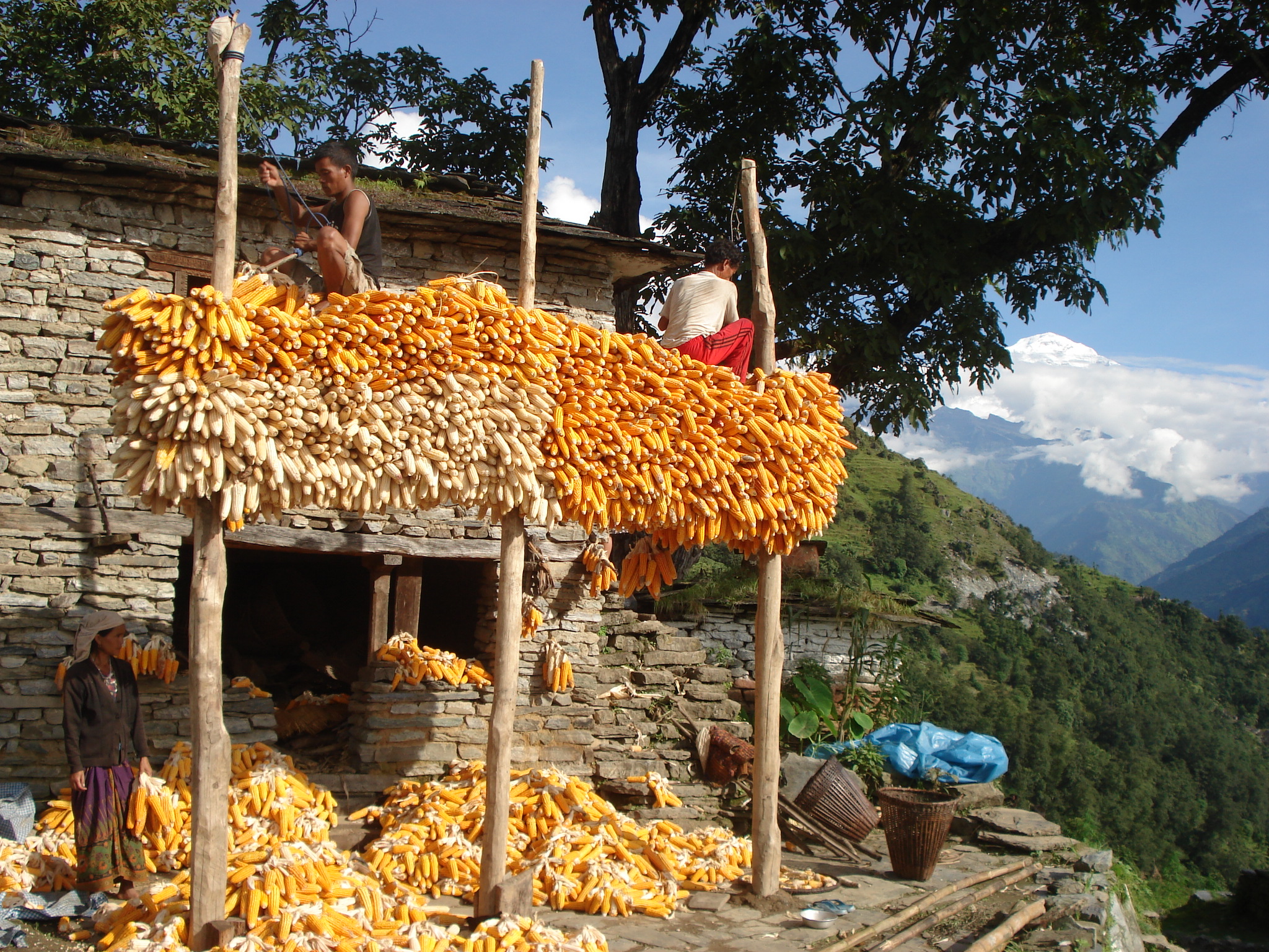 मकै उत्पादनमा म्याग्दी आत्मनिर्भर