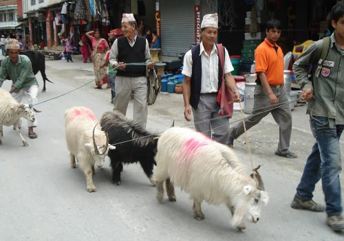 दशैंमा च्यांग्राकाे मूल्य सम्झने, स्वाद बिर्सने