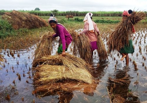 मनसुनपछिको वर्षाले निम्त्याउन सक्छ खाद्य संकट