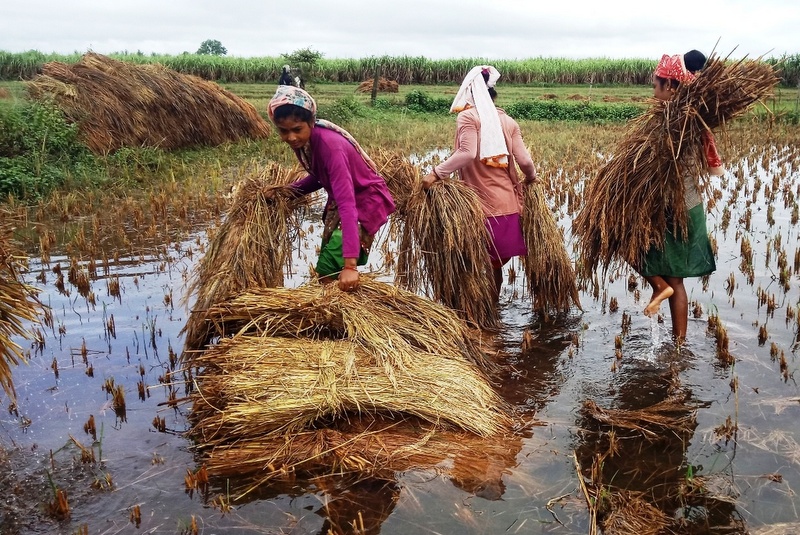 मनसुनपछिको वर्षाले निम्त्याउन सक्छ खाद्य संकट