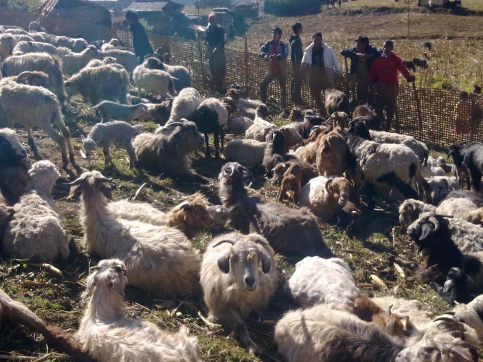 मुस्ताङ्गी चेलुक/च्याङ्ग्राको विकल्पमा स्थानीय भेडाबाख्रा खोजिदै