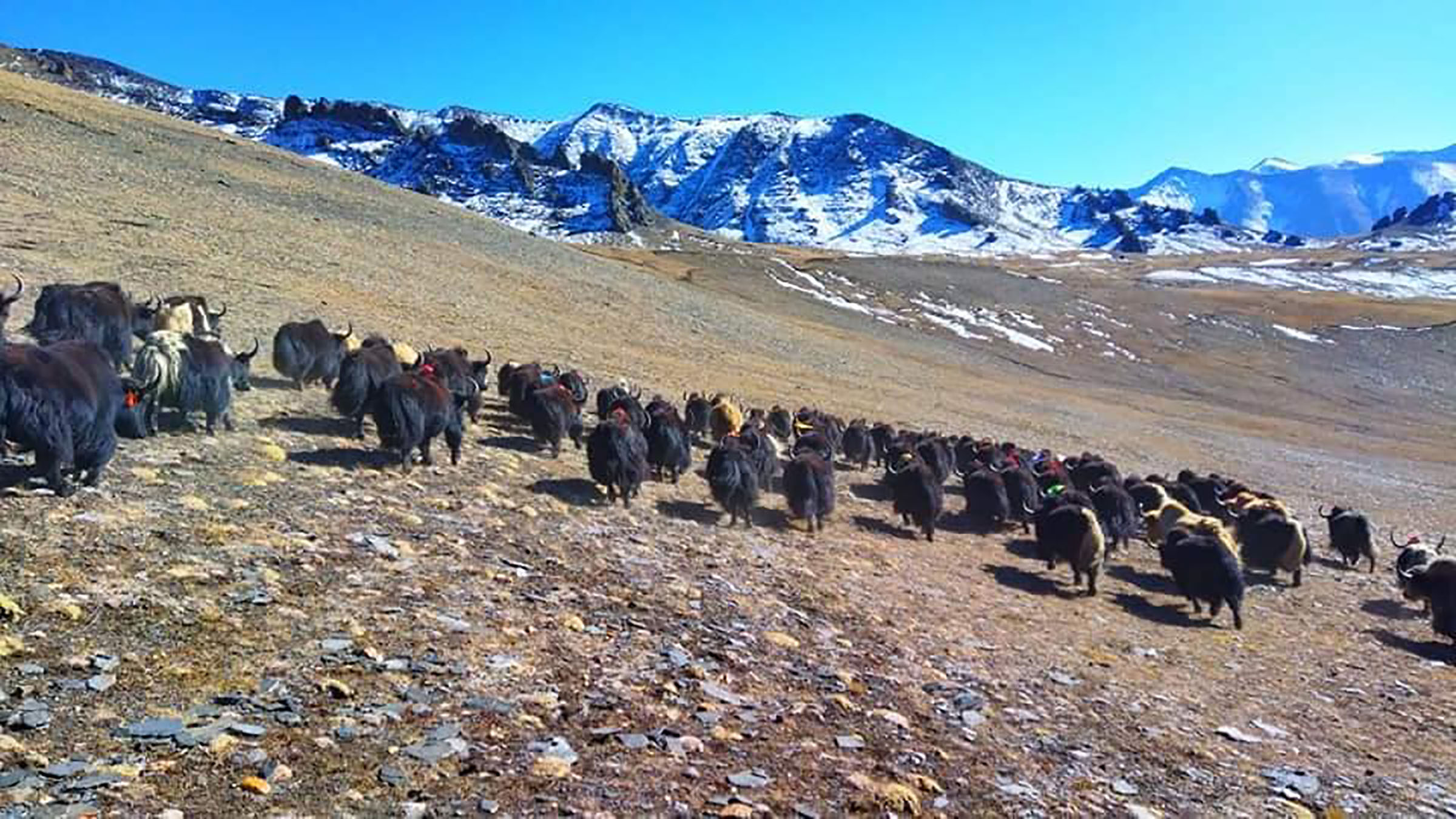 याे जाडाेमा कहाँ गए चौरीगाई, हिमाल काटेर ?