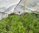 वेर्ना वेचेरै बार्षिक २० लाख कमाउँछन, बरंजाका रेशम