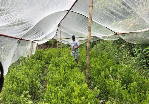 फलफुल वेर्ना वेचेर लाखौं कमाउँछन म्याग्दीका किसान