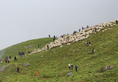 शक्तिपीठमा वली चढाउने प्रथा, भेडाको ब्यापार अवसर