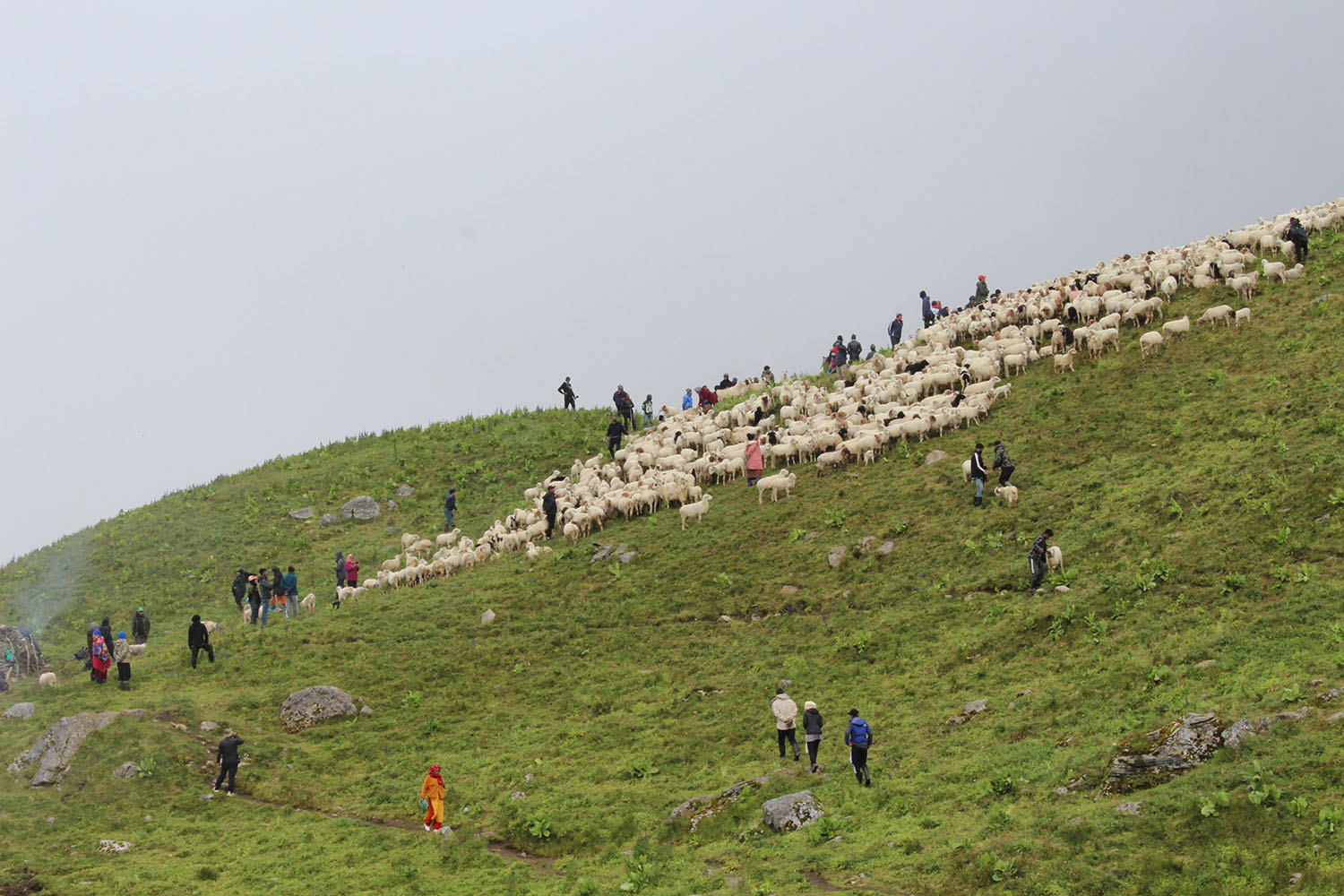 शक्तिपीठमा वली चढाउने प्रथा, भेडाको ब्यापार अवसर