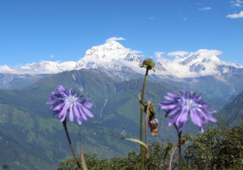 धवलागिरीकाे मुस्कानलाइ फुलकाे स्वागत