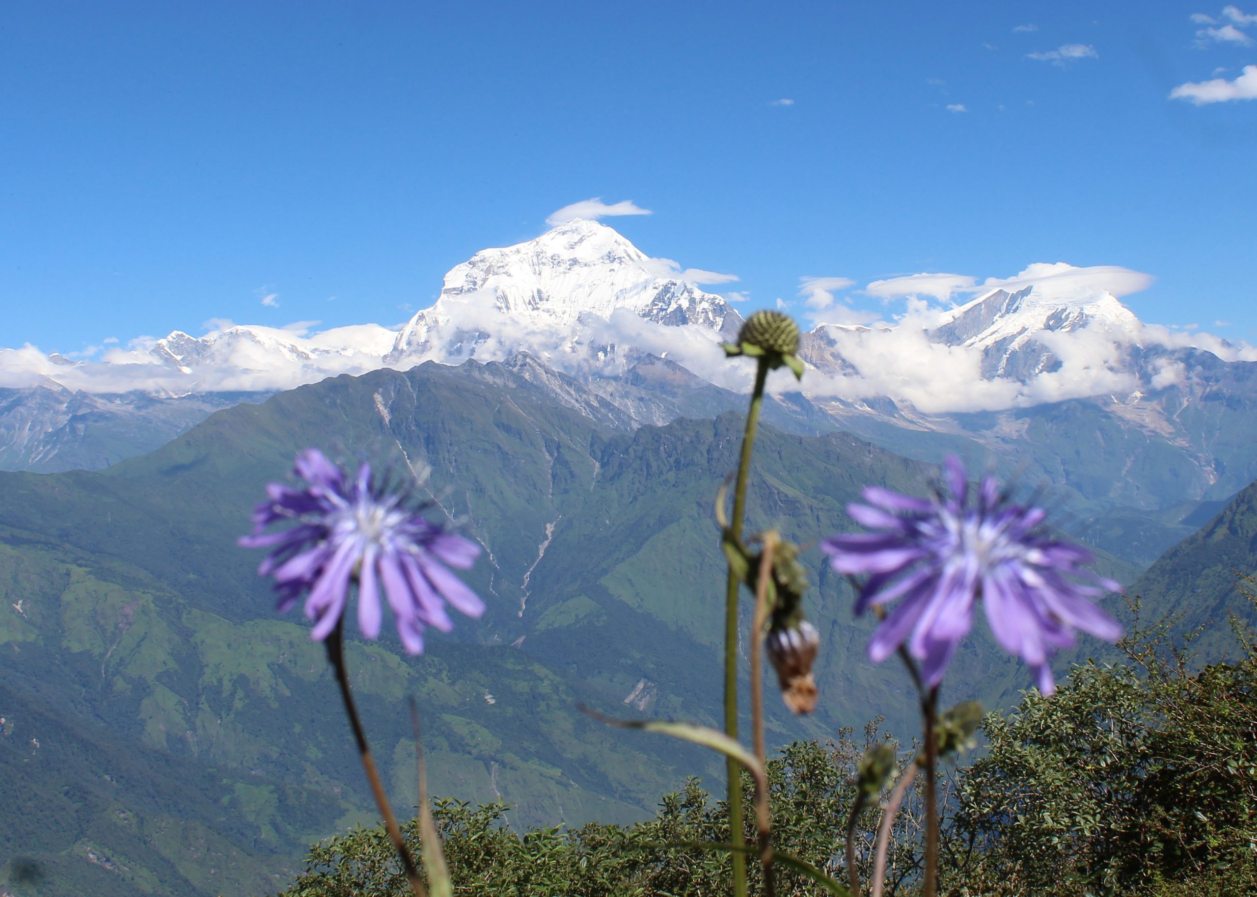 धवलागिरीकाे मुस्कानलाइ फुलकाे स्वागत