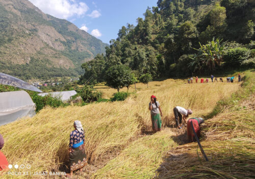 हिमाली जिल्ला म्याग्दीका कृषकलाई धान थन्क्याउने चटारो