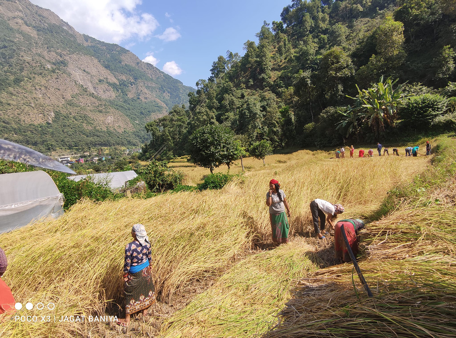 हिमाली जिल्ला म्याग्दीका कृषकलाई धान थन्क्याउने चटारो