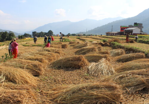 वेमौषमी वर्षाले धान उत्पादन घट्यो