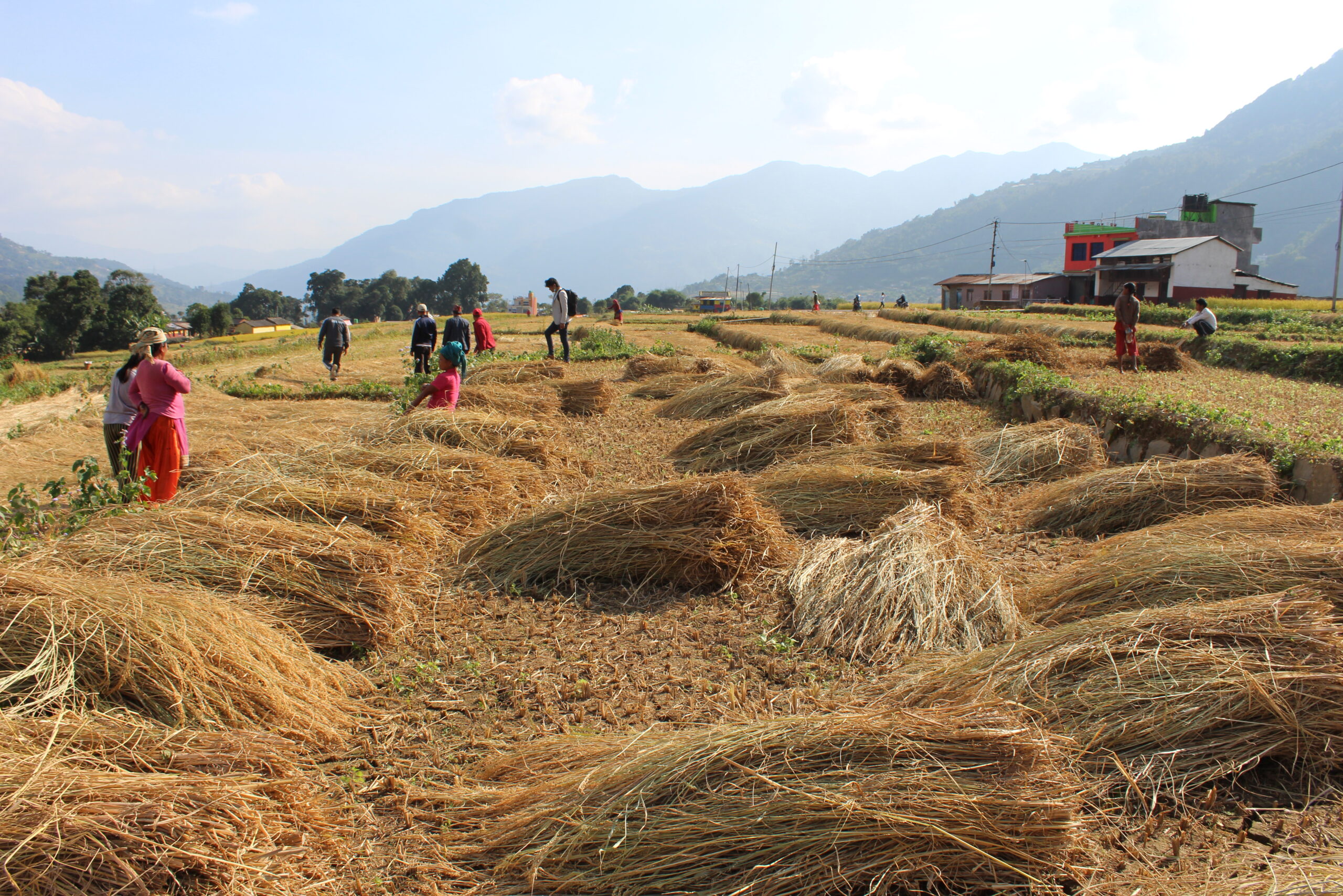 वेमौषमी वर्षाले धान उत्पादन घट्यो