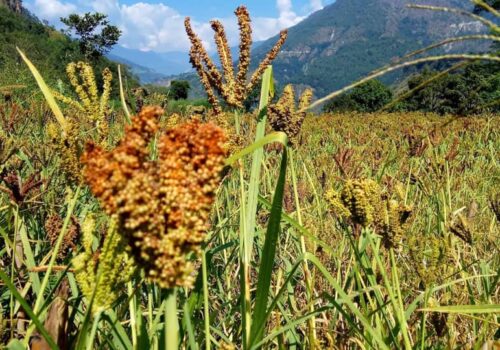 २०२३ अन्तर्राष्ट्रिय कोदो वर्ष