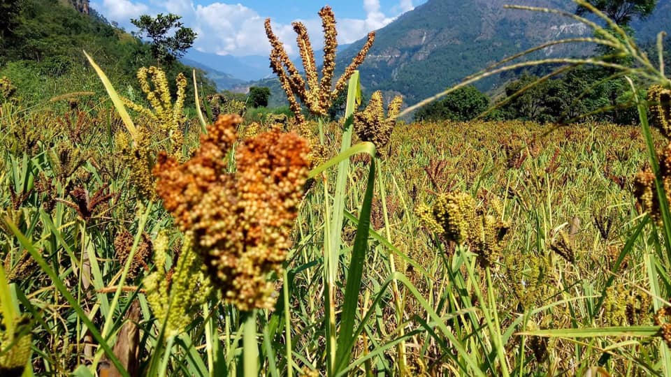 २०२३ अन्तर्राष्ट्रिय कोदो वर्ष