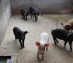 अफ्रिकन स्वाइन फिभरबाट म्याग्दीमा ५ सयबढी बंगुर मरे