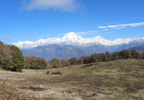 पुनहिलमा ‘गुराँस पार्क’ बन्दै