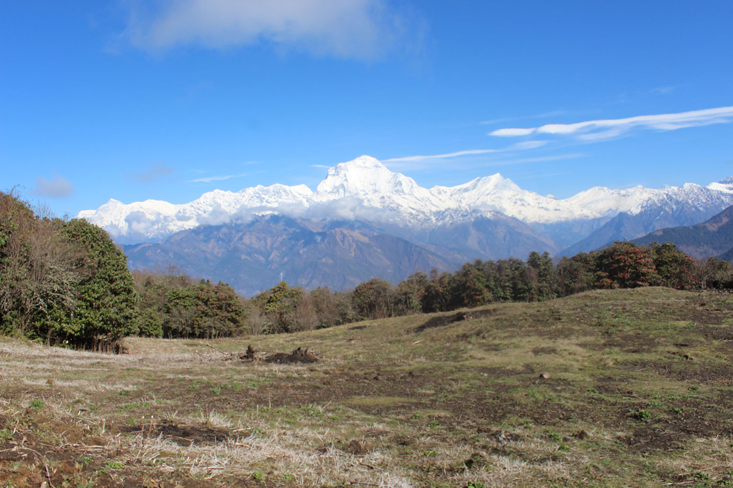 पुनहिलमा ‘गुराँस पार्क’ बन्दै