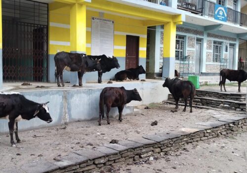 छाडा गाईवस्तुको आश्रयस्थल बन्दै विद्यालय