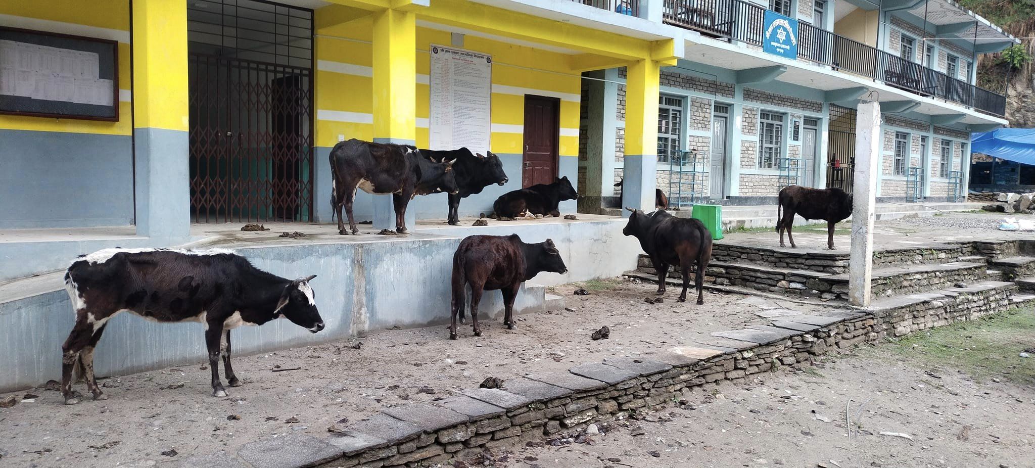 छाडा गाईवस्तुको आश्रयस्थल बन्दै विद्यालय