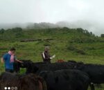 लम्पी स्किन रोगको उपचार गर्न चरनखर्क उक्लिए पशु सेवा प्राविधिक