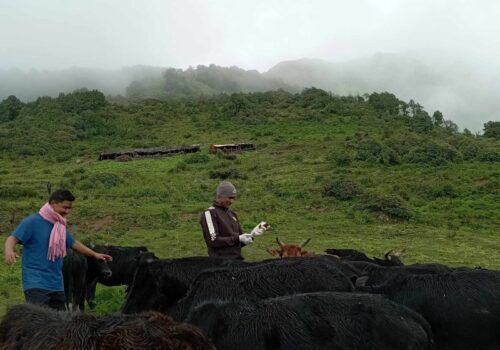 लम्पी स्किन रोगको उपचार गर्न चरनखर्क उक्लिए पशु सेवा प्राविधिक