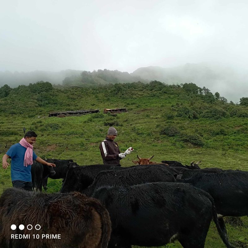 लम्पी स्किन रोगको उपचार गर्न चरनखर्क उक्लिए पशु सेवा प्राविधिक