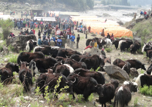 हिमालमुनी याकको रगत, रक्सी र मस्ती