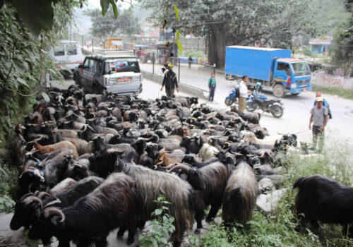 दशैंमा चेलुक/च्याङ्ग्राकाे मासु सामान्य परिवारकाे पहुँच बाहिर