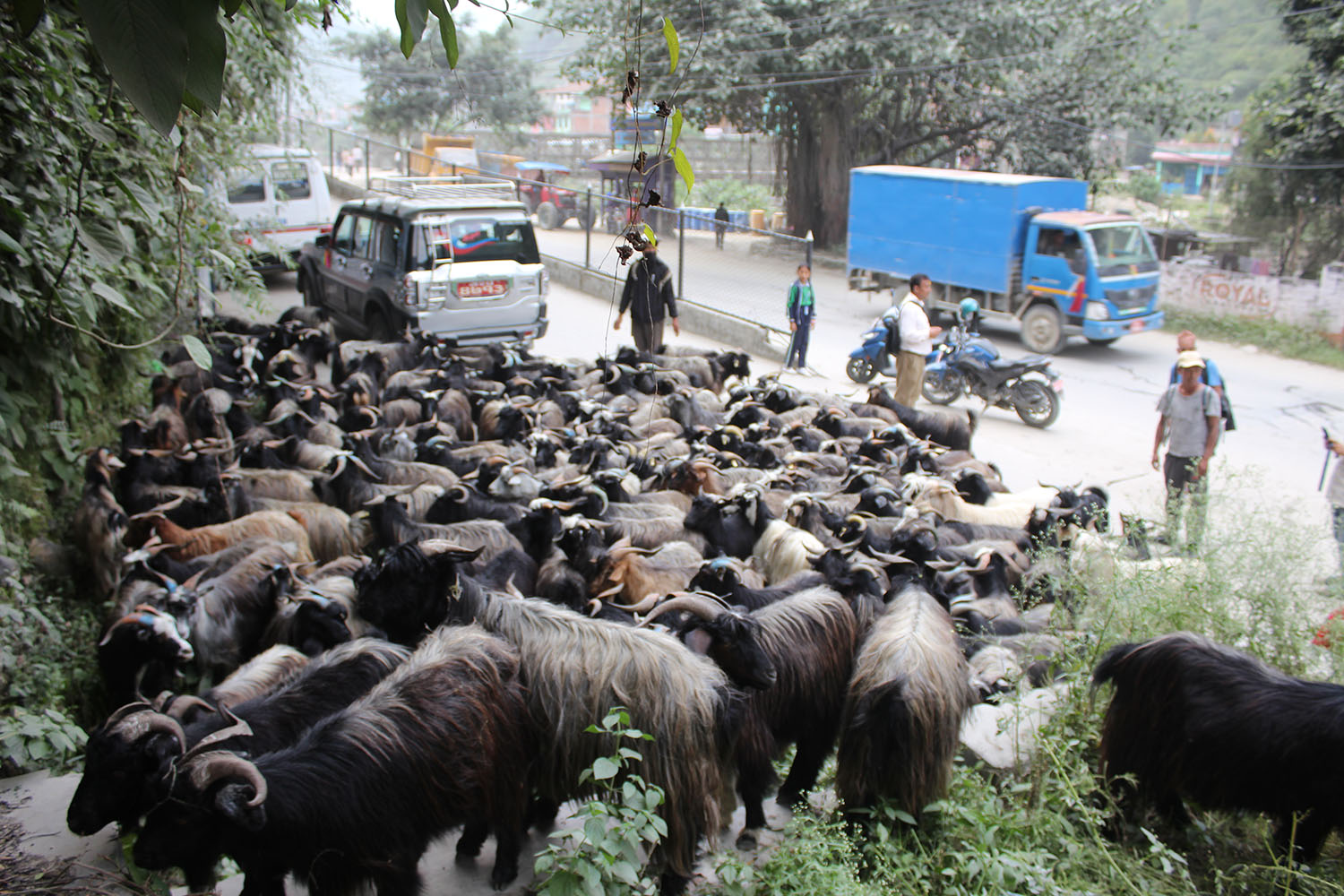 दशैंमा चेलुक/च्याङ्ग्राकाे मासु सामान्य परिवारकाे पहुँच बाहिर