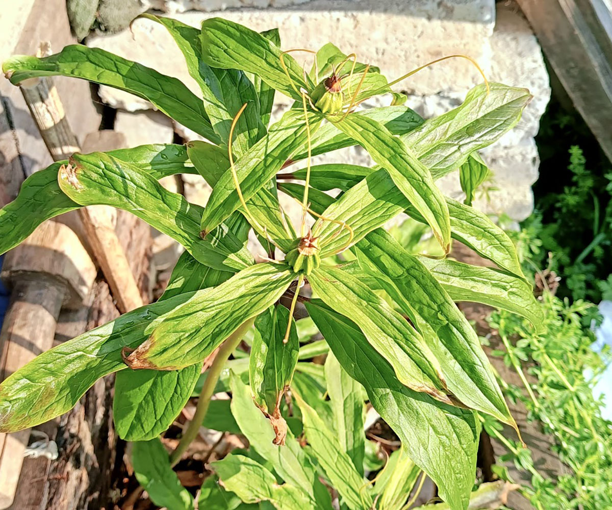 घट्दै जडीबुटी उत्पादन, गुम्दै आम्दानी