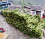 जैविक तरकारी डौडेको संकलन र विक्रि दुवै घट्दै