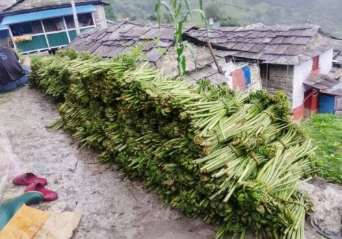 जैविक तरकारी डौडेको संकलन र विक्रि दुवै घट्दै