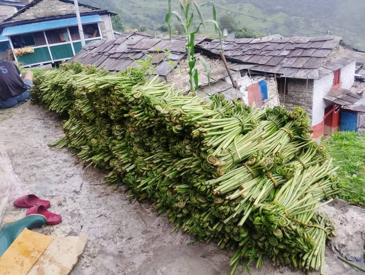 जैविक तरकारी डौडेको संकलन र विक्रि दुवै घट्दै