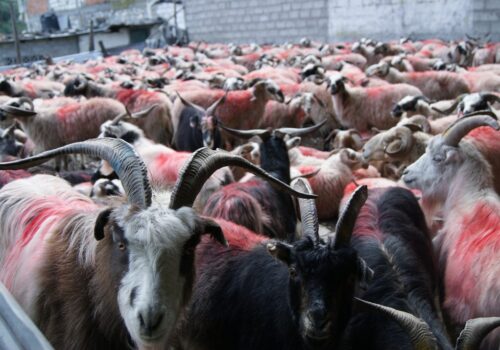 SONY DSC दशैंको ब्राण्डेड स्वाद ः च्याङ्ग्राको माशु