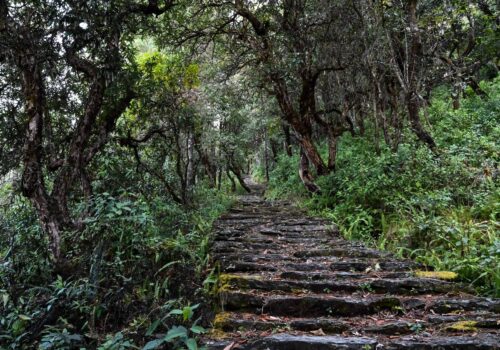 डोजरले निलेका गोरेटोलाई पदमार्गको विकासे ट्याग