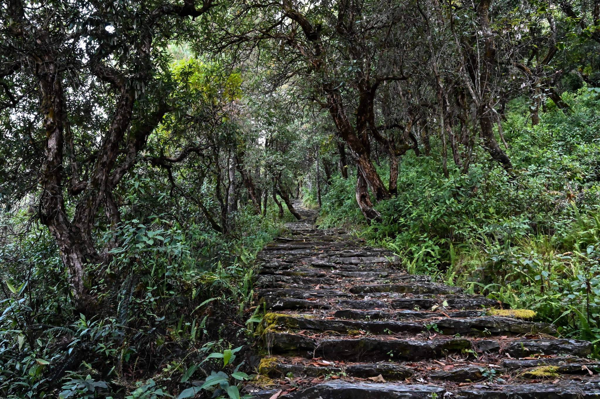 डोजरले निलेका गोरेटोलाई पदमार्गको विकासे ट्याग