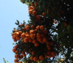 म्याग्दीमा सुन्तला बेचेर ३१ करोड ६० लाख भित्रियो